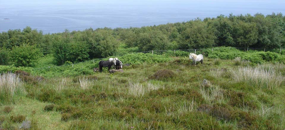 Holy Isle wild horses image